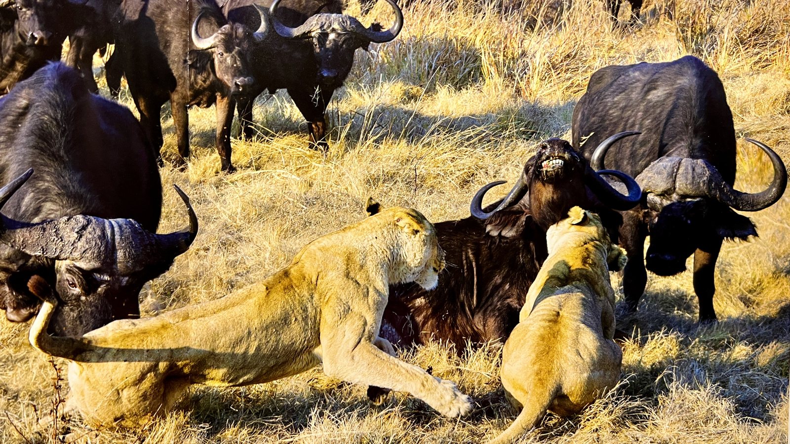 Lions near buffalo during a safari sighting